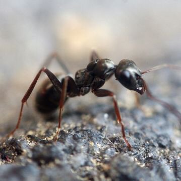 Controle de Pragas | Controle de Formigas