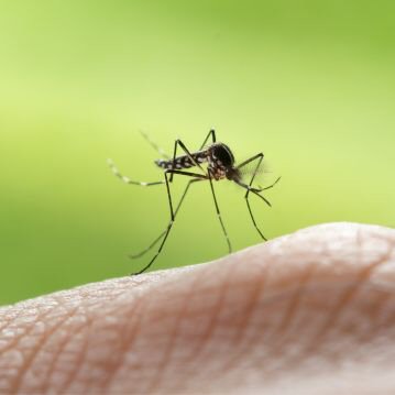 Controle de Pragas | Controle de Mosquitos