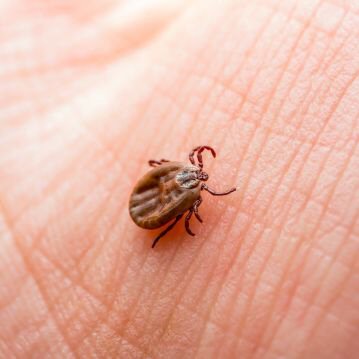 Controle de Carrapatos