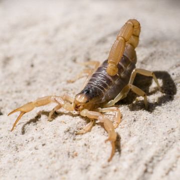 Controle de Escorpião