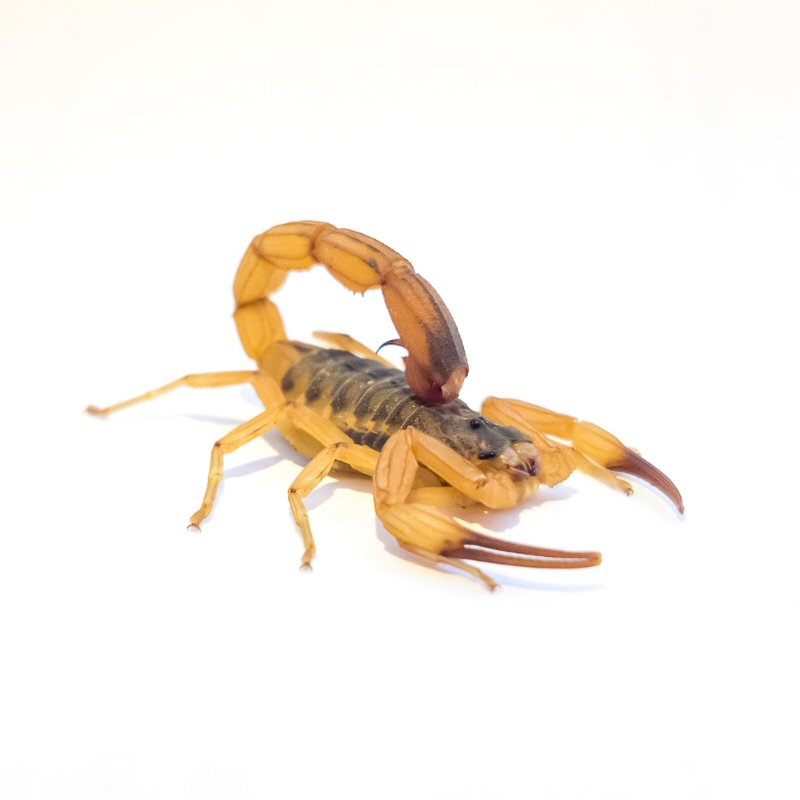 Controle de Escorpião