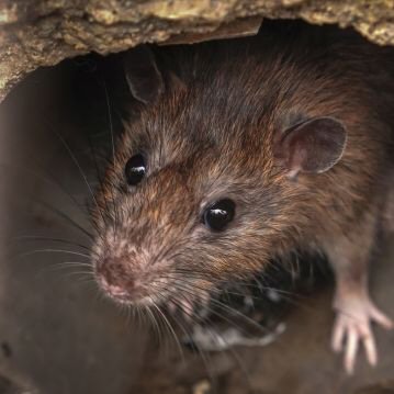 Controle de Roedores