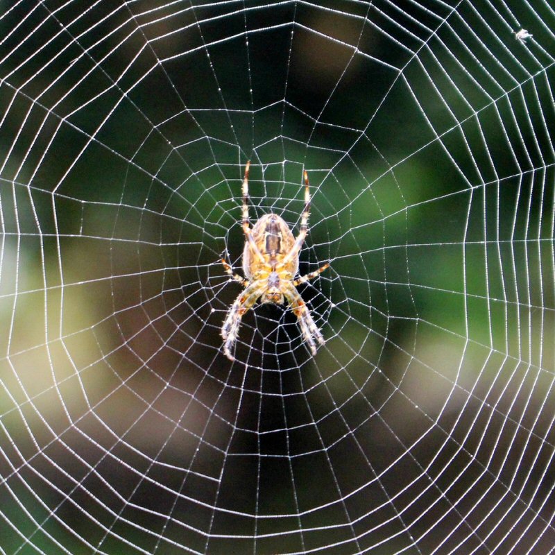 Controle de Aranhas