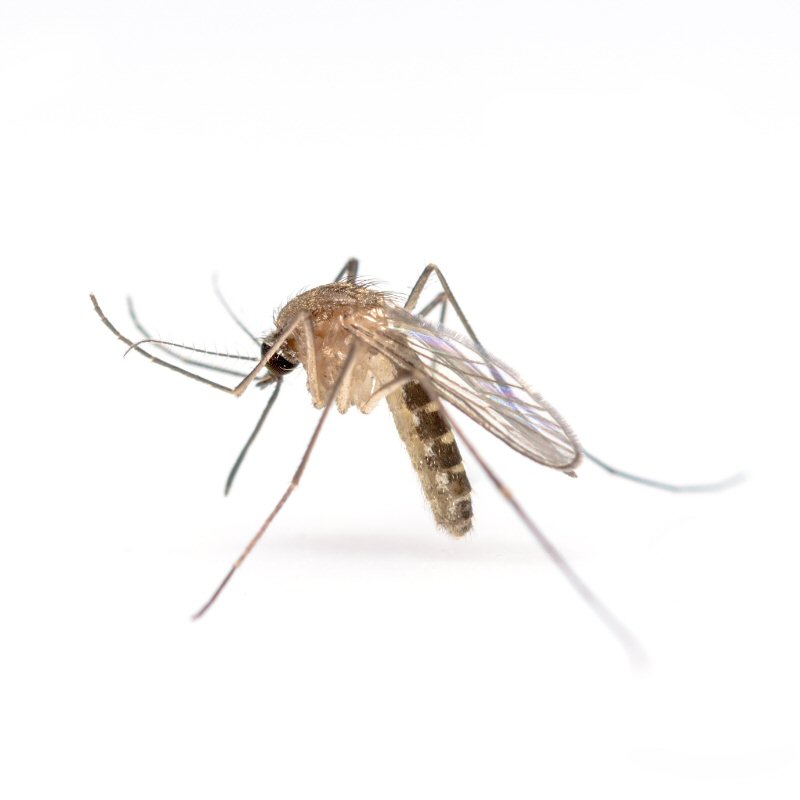 Controle de Mosquitos